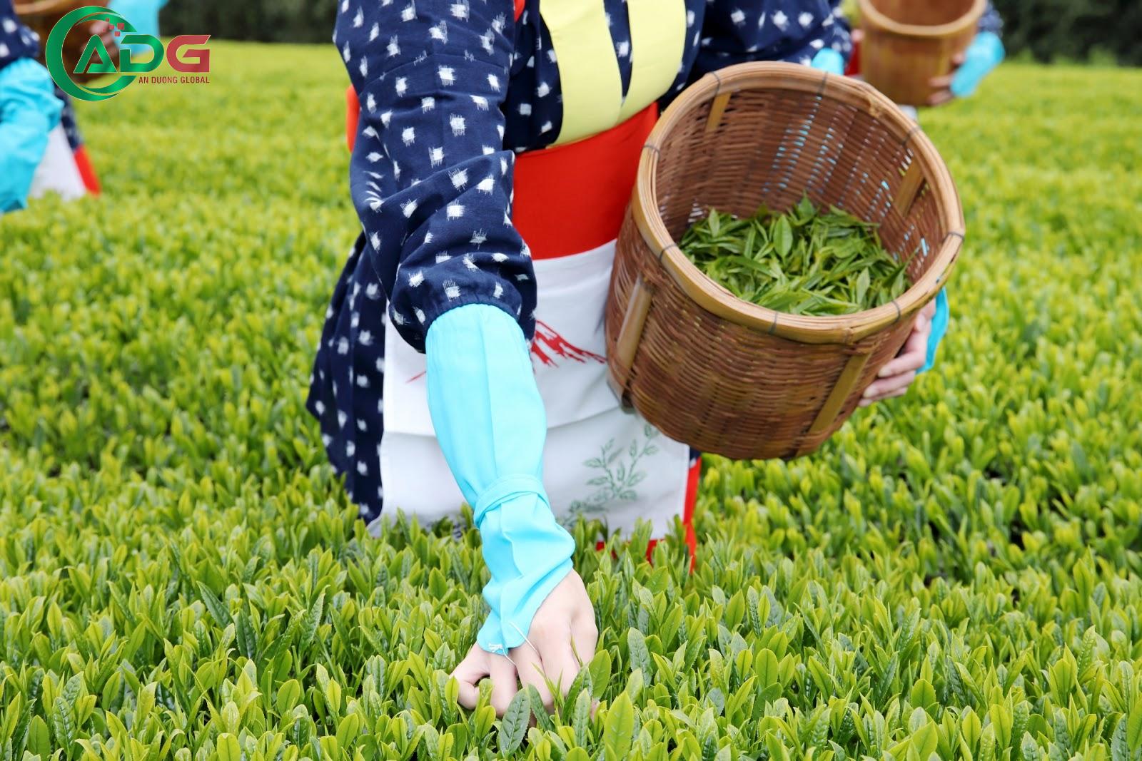 Ngành nông nghiệp Ngành nông nghiệp